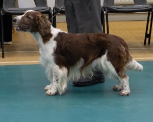 GCDS Dog